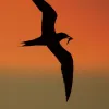A photo of a tern's silhouette against an orange sky.