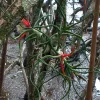 A beautiful bromeliad blooms among the mud and roots of a mangrove swamp.