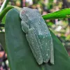 Flattened against a leaf, a tree frog blends right in with the mangroves.