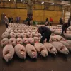 Tuna in a warehouse waiting to be sold at market.