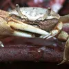 A male mudflat fiddler crab (Uca rapax) waves its huge claw to impress females and threaten competitors.