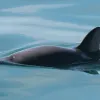 A vaquita swims at the water's surface. 