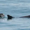 Photo of vaquita at the water’s surface with its face plainly visible.