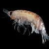 Image of deep-sea crustacean with black background.