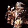 Photo of a harlequin shrimp