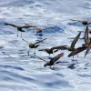 Wilson's Storm Petrels Patter Fishing