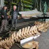 two scientists examine a whale skeleton in a warehouse 