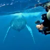 An underwater photo of a diver with a camera shooting video of a whale. 