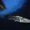 Great Barracuda, Witu Islands, Papua New Guinea 