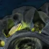 A yellow moray eel inside of a sea sponge in the waters off of Poor Knights Islands, New Zealand