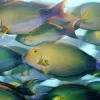 A school of yellowfin surgeonfish feed near dusk off Canton Island in the Phoenix Islands.