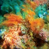 Orange and red deep-sea corals. 