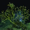A brown-colored deep-sea coral sits on the deep ocean floor and is covered with brown oil floc. 