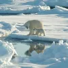 Polar bears are threatened by a lack of sea ice.