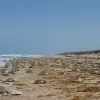 Every year, at the same place and time, thousands of female Kemp's ridley sea turtles come ashore to nest and lay their eggs on the beach. This mass nesting event is known as an arribada, meaning “arrival by sea” in Spanish.
