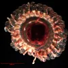 The midwater scyphomedusa Atolla tenella, as seen under a microscope. 
