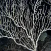 This 200-year-old bamboo coral colony is growing on the Davidson Seamount. The skeleton has bamboo-like segments.