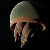 Big Red Deep Sea Jellyfish