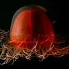 A deep red jellyfish, Crossota norvegica, floats in the water.