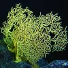 This black coral is more than 4,200 years old. Named for the color of their skeletons, black corals come in many colors.