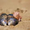 Blue mussels use byssus threads (which you can see on the right, in front of the barnacle shell) to attach to rocks and sometimes to stop a predator from making them a meal. 