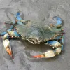 Blue Crab walking in wet sand.