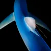 A blue shark, with a copepod attached to its dorsal fin, coasts through waters near New England.