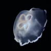 A moon jellyfish.