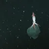 In 2005, scientists from the Monterey Bay Aquarium Research Institute (MBARI) observed a deep-sea squid species (Gonatus onyx) that keeps close watch over her eggs.