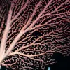 This bubblegum coral has a fanlike shape. It is growing 1,310 m (4,298 ft) deep on the Davidson Seamount.