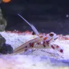 Two candy cane shrimp
