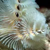 The fringe of a white Christmas tree worm. 