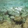 Convict surgeonfish are the roaming sheep of the reef but, instead of noshing on grass, they feed on algae.