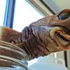 A preserved cookie cutter shark, in a jar. 