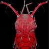 Deep-sea Copepod Head