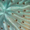 A live coral polyp with turquoise tissue and brown tentacles closes its mouth (the slit at the center of the radiating ribs) tight.