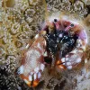 A hermit crab looks out from its coral dwelling in the waters of Japan's Ogasawara Islands.
