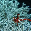 : A thicket of Lophelia pertusa, a widespread deep sea coral, shelters a squat lobster. 
