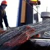 A net used to trawl the ocean floor scooped up this large specimen of deep-sea coral.