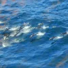 Dolphins swimming among oily patches in the Gulf of Mexico