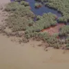 Dark brown oil floods a marsh after the Deepwater Horizon oil spill.