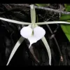 This orchid grows in the mangroves of Belize, providing beauty amidst the mud.