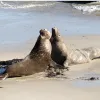 Male northern elephant seals face off for the best beach territory for mating season.