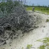 Fringing mangroves in Belize killed were smothered and killed by dredge material.