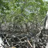 Mangrove roots create a strong but permeable barrier to waves and currents in Belize.