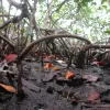 Mangrove roots help to build the peat underlying mangrove islands and protect against erosion.