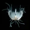Juvenile Clam with Tentacles