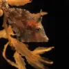 Relatively slow moving, juvenile plane-head filefish&nbsp;Monacanthus hispidus&nbsp;(Monacanthidae) travel along with the algae. They pick off and eat small animals as they move around in the rotating sargassum ball. Adult filefish only grow to be about 11