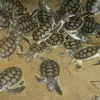 Unlike the other six species of marine turtle, the Australian flatback (Natator depressus) has a very limited distribution, found only from northern Australia to Papua New Guinea/Indonesia and it only breeds in Australia. Flatback turtles tend to spend mos