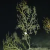 Two years after being covered in an oil substance, from the&nbsp;Deepwater Horizon&nbsp;oil spill in 2010, deep-sea corals were colonized by hydroids and their branches began to break off.&nbsp;